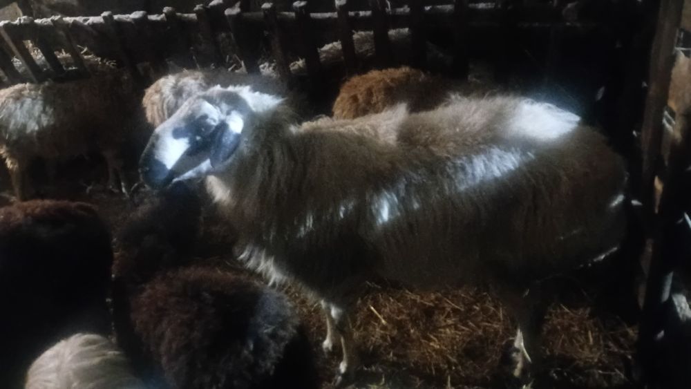 Қоршар четырехлетка стоющий