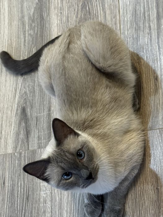 Голубоглазый котик