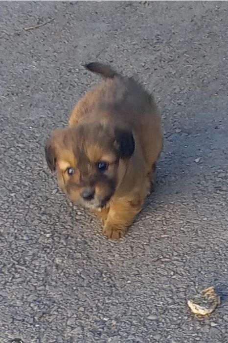 Отдам щенка-,девочку в добрые руки