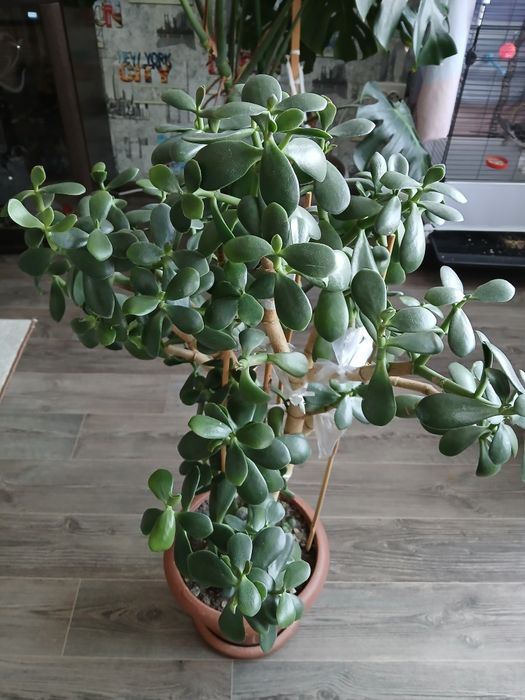 Продам комнатные растения