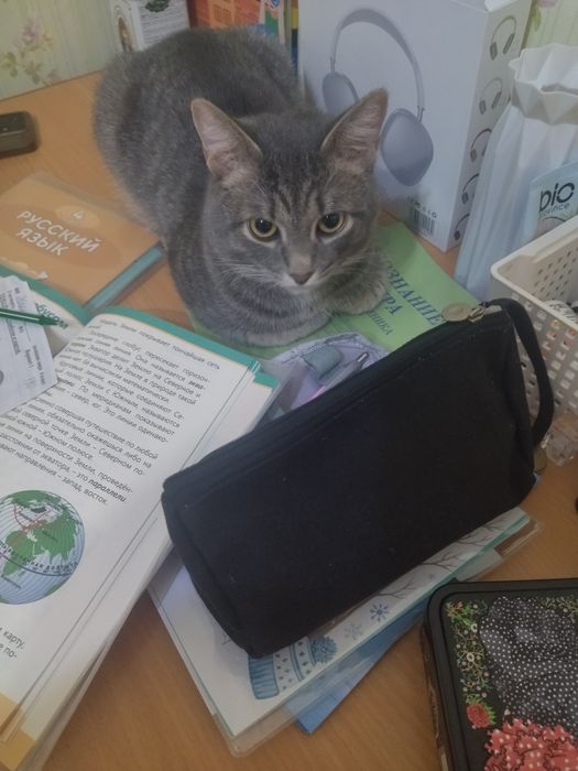 Отдам кота 10 месяцев срочно