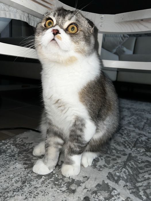 Скотиш фолд ! Срочно !