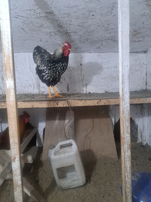 Петух виандон 10 месец