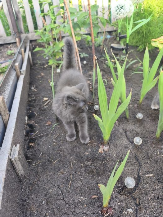 Отдам котят, к лотку причины