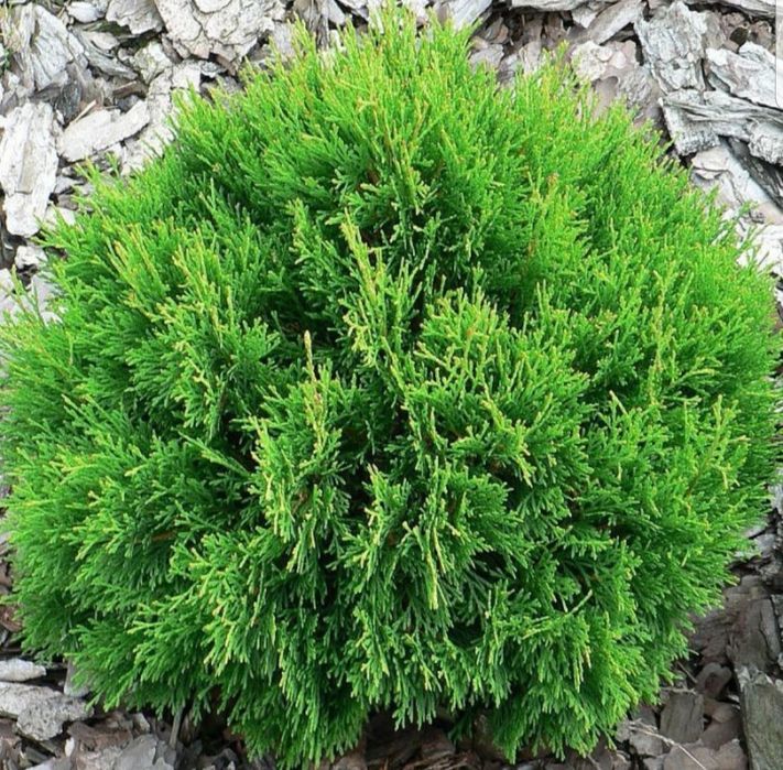 Pon pom, spirale, glob cu tija 3, arțar roşu/ Catalpa etc