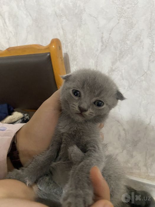 Котёнок британский