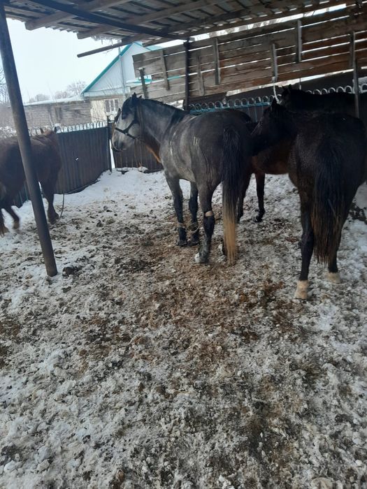 Айғыр сатам. Продам жеребца.