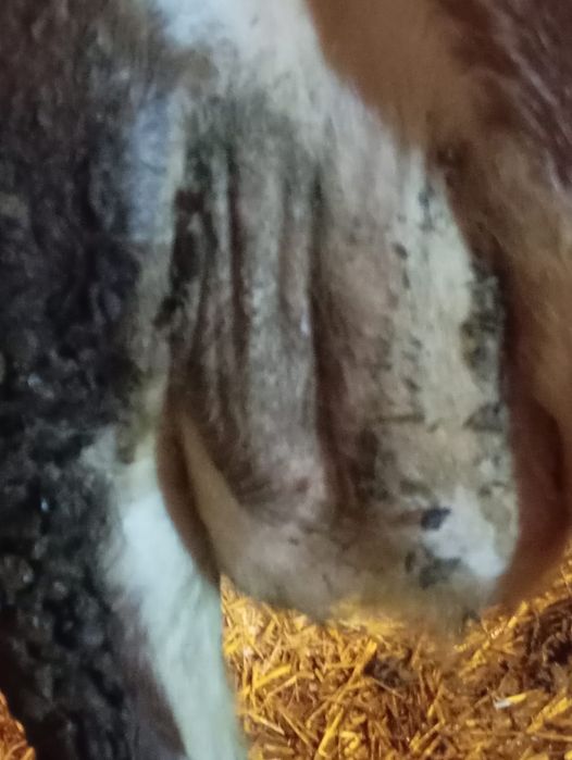 Vind vaca la alegere din 2