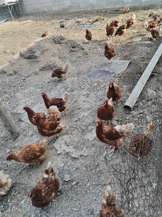 Куры несушки Ломан браун