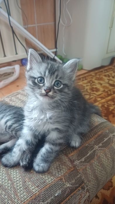 Отдам котят в добрые , любящие руки