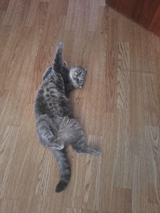 Кошечка ищет котика на вязку.
