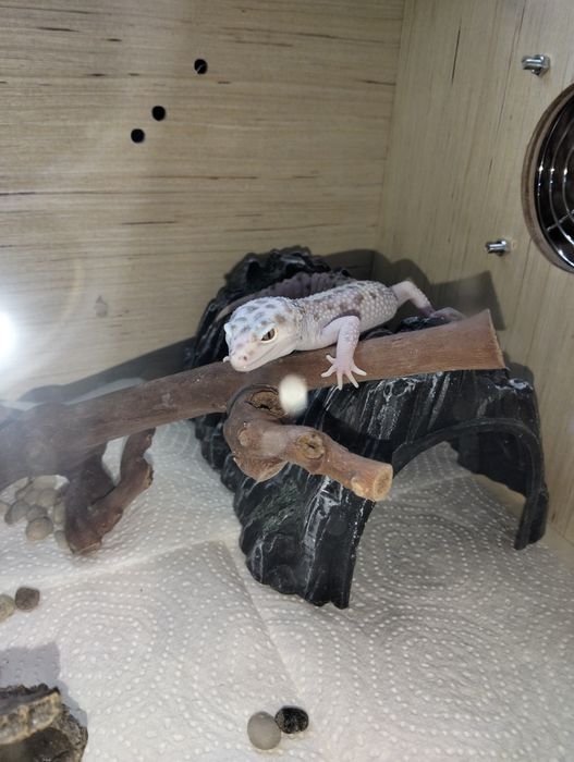 Продаю эублефаров