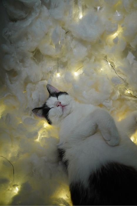 Кошка в добрые руки