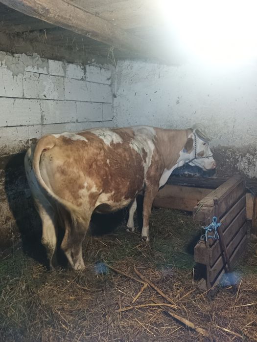 Vând vaca gestanta
