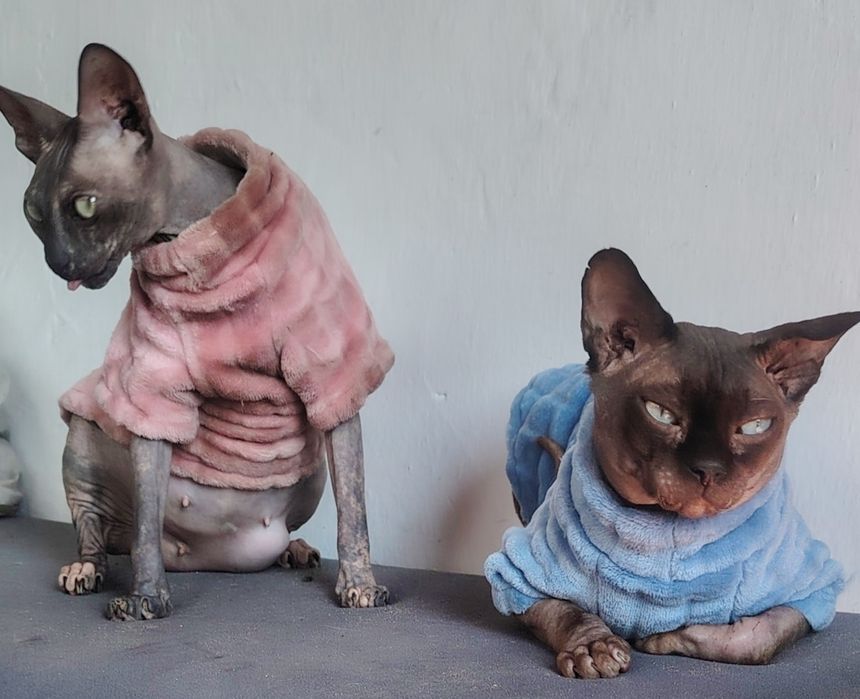 Сфинкс Канадский.