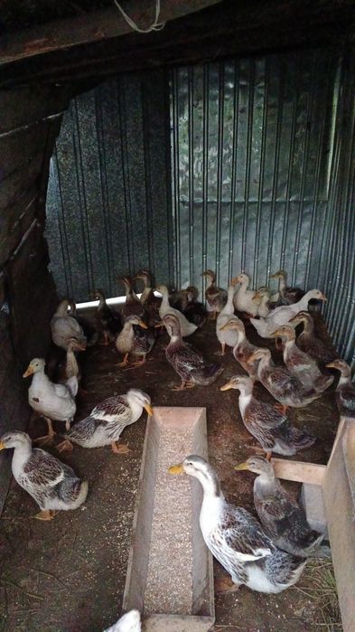 Продам уток башкирские