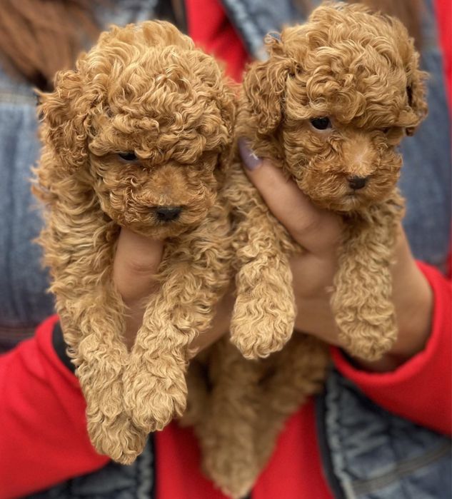 Пудел мини той