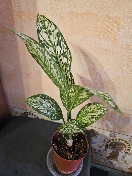 Продам комнатные растения