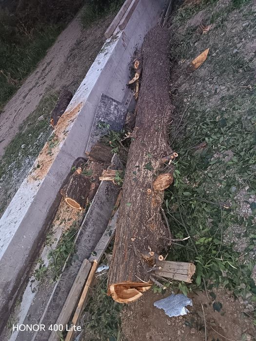 Дерево сарагач на дроаа