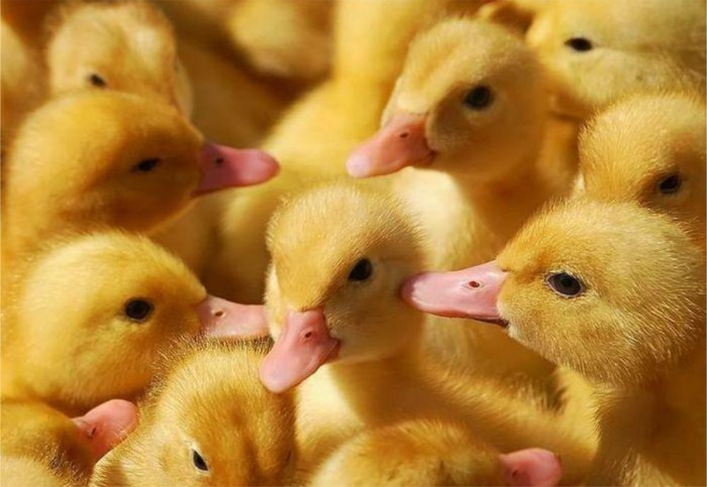 Утята в продаже опт и розница