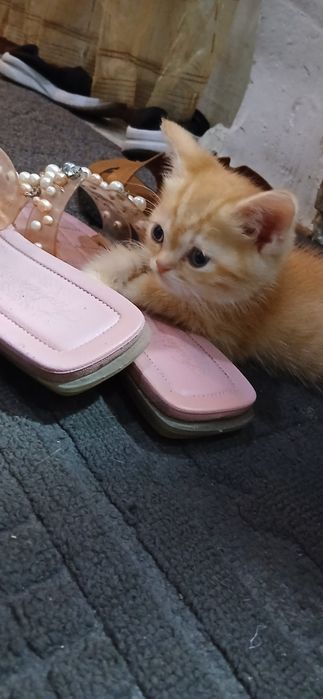 Продаются Котята