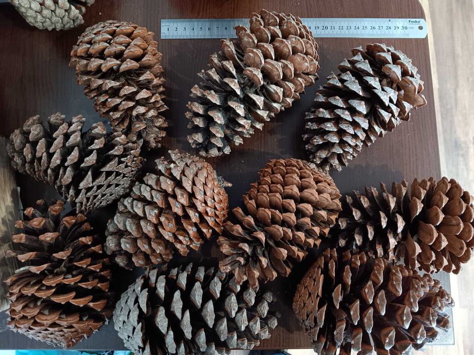 Шишарки от Черен, Бял и Морски бор, и Смърч за декорация