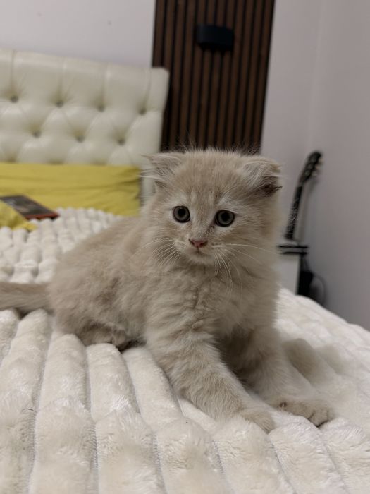 Продается вислоухий котенок