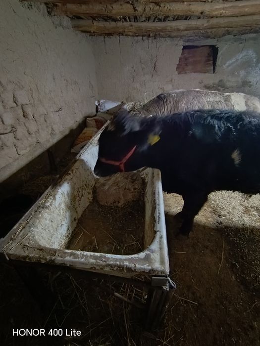 2 Mola Rasyadan kegan  zotli angus