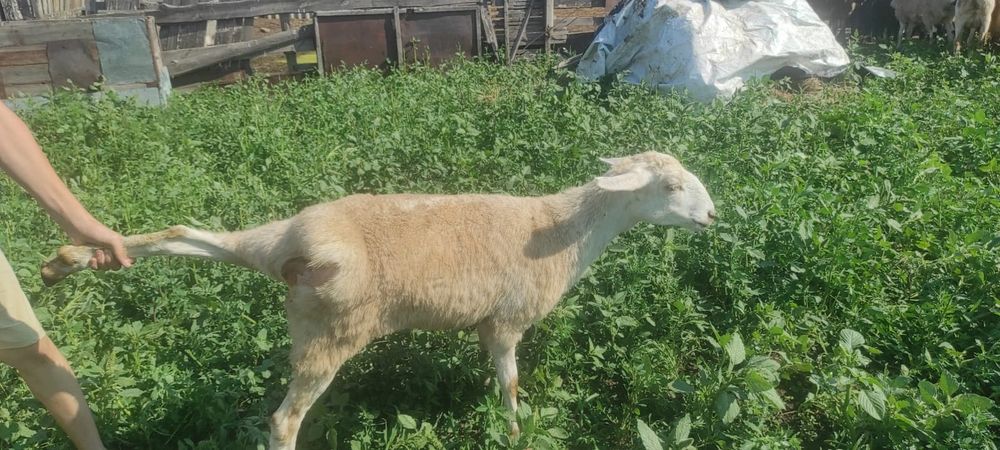 Продам  бараны и овцы