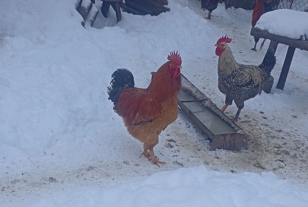 Cocoși tineri-Buni pentru Carne sau Prasila-Nu Vând Gaini