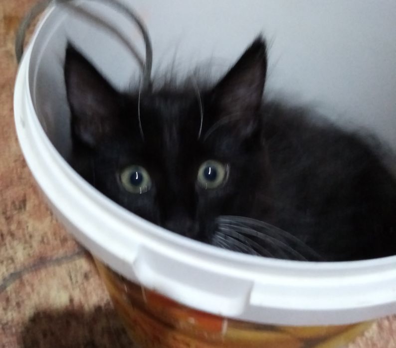 Отдам котят 2 мес, котики