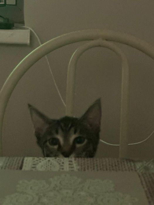 Отдам Бенгалку полукровку