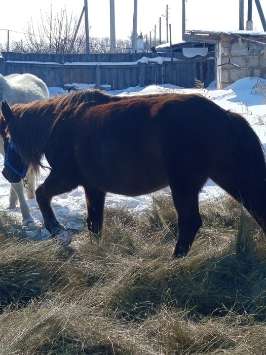 Продам лошадей...