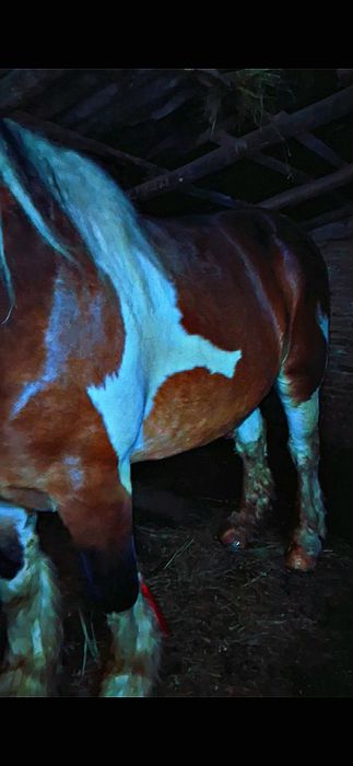 Armasar de rasă pentru monte