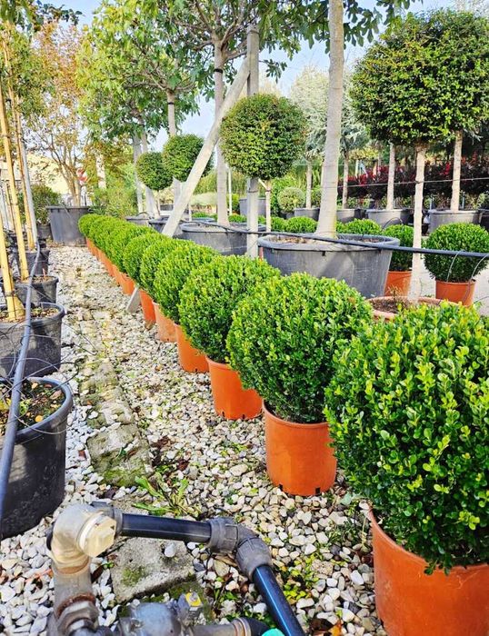 Arbori Ornamentali de Elită – Rezistență la Îngheț