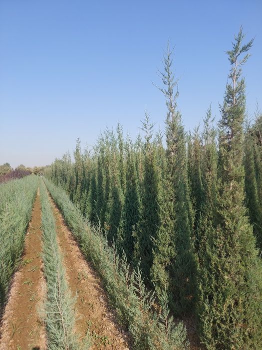 Можжевельник — оптом с собственного поля!