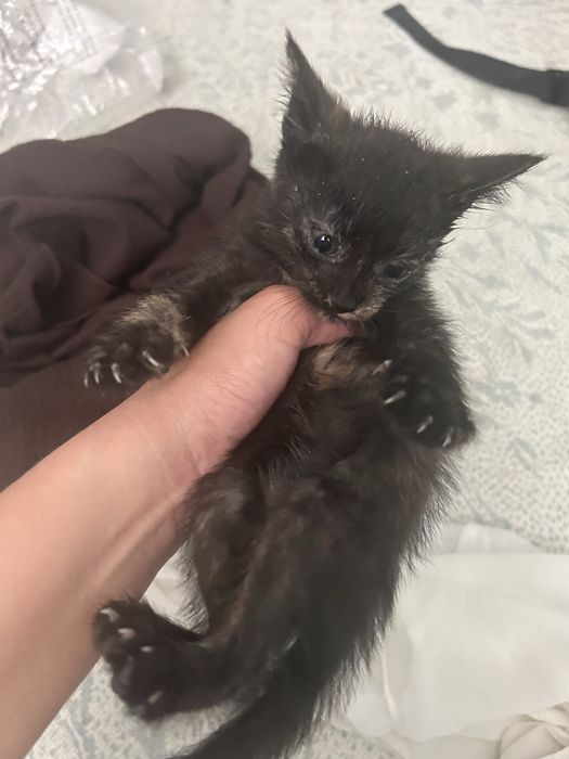 Отдается котенок в добрые руки