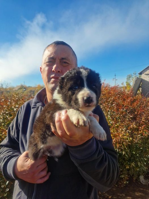 Продам щенков породы алабай