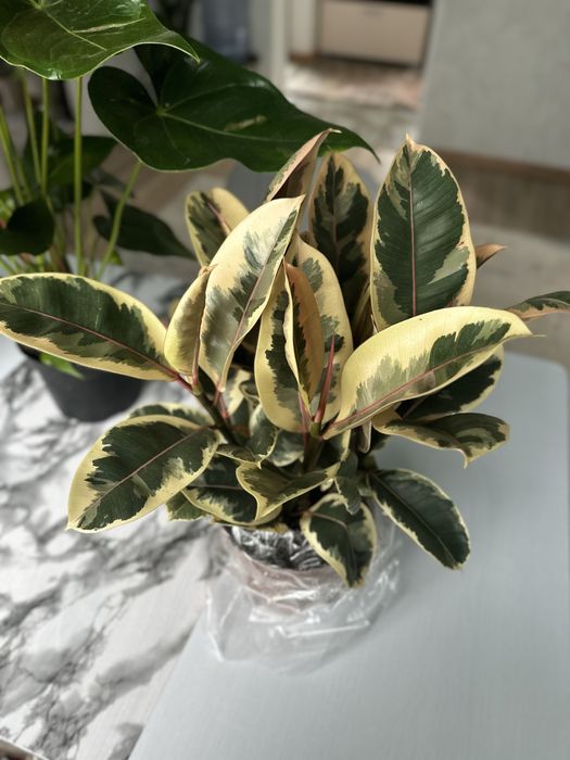 Комнатные цветых