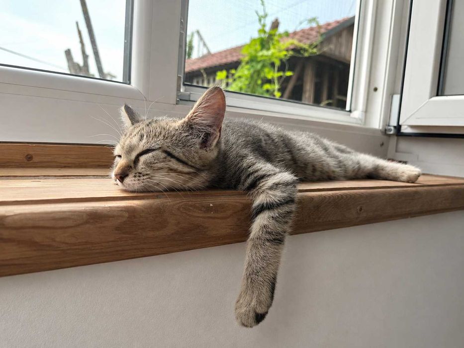 Котёнок самый милый ласковый мурлыка