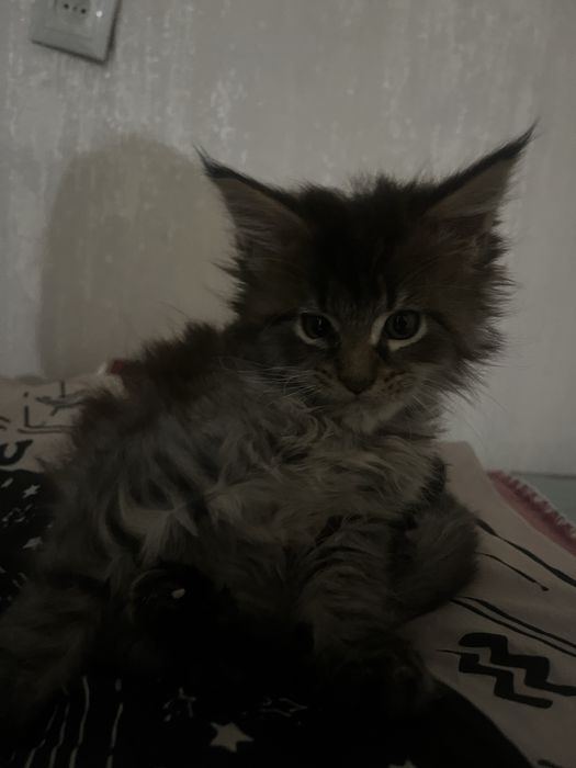 Котенок мейкун мальчик