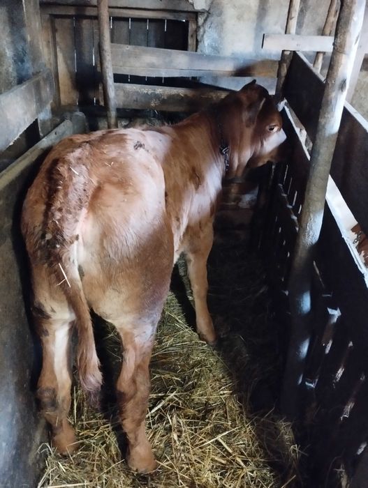 Vând vițea de 3 luni
