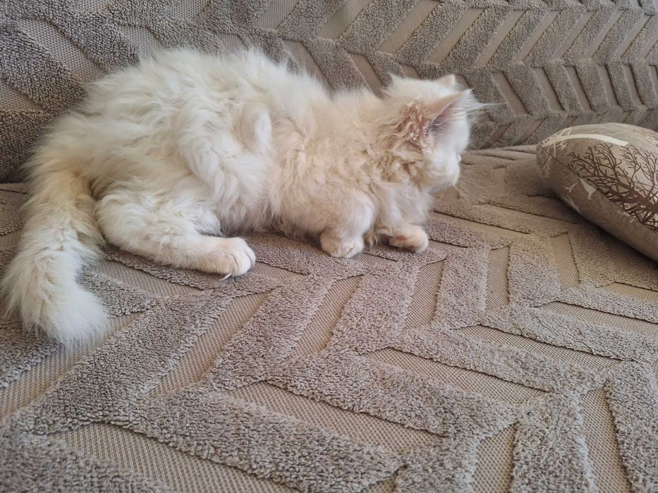 Персийски котенца