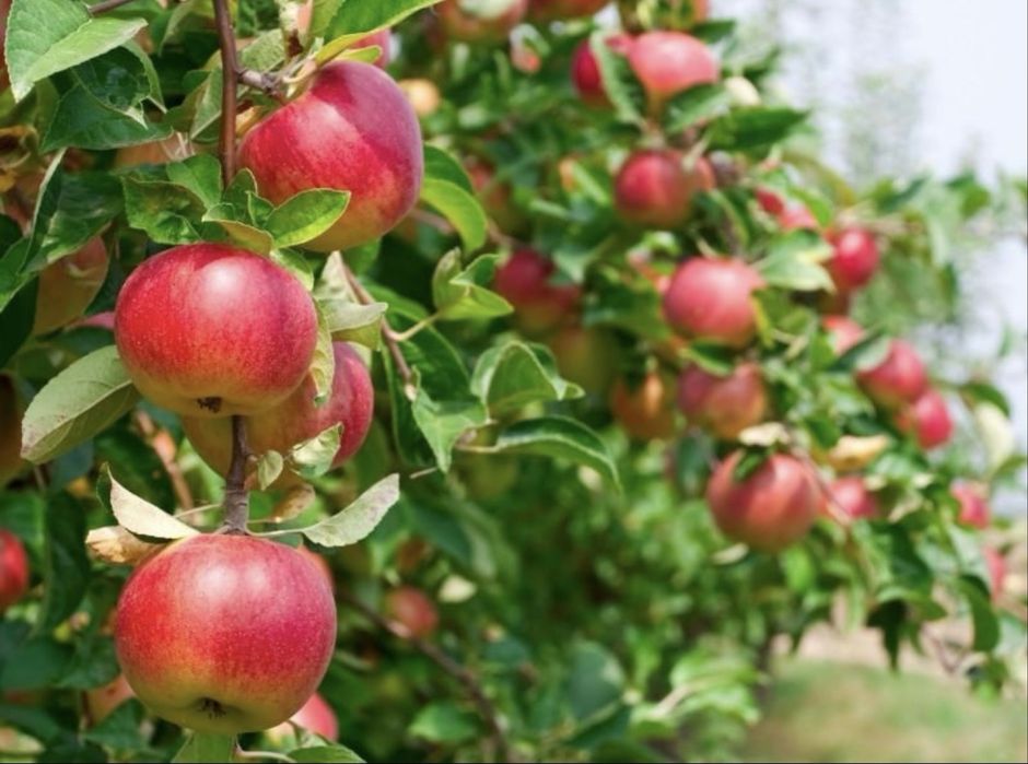 Vând mere Golden, Idared și Ionaprins – 2 lei/kg