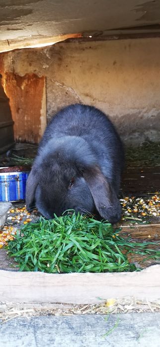 Iepure mascul berbec German