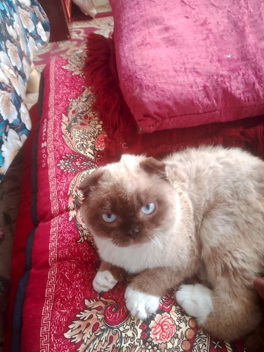 Mushuk sotiladi scottish fold oʻgʻil bola