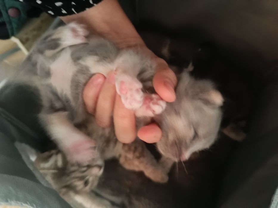 Котята, в добрые руки!