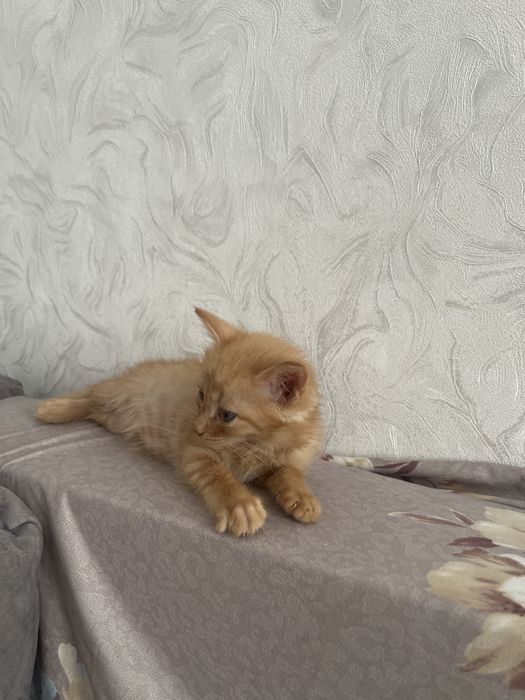 Отдам котенка в хорошие руки