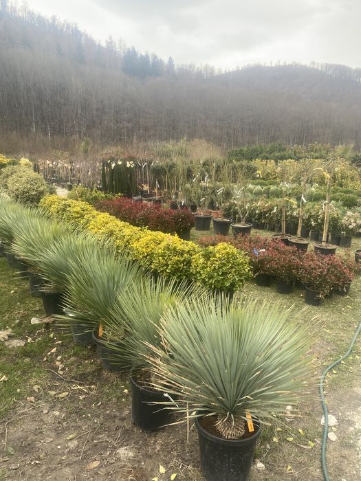 Pohotinia glob si plante