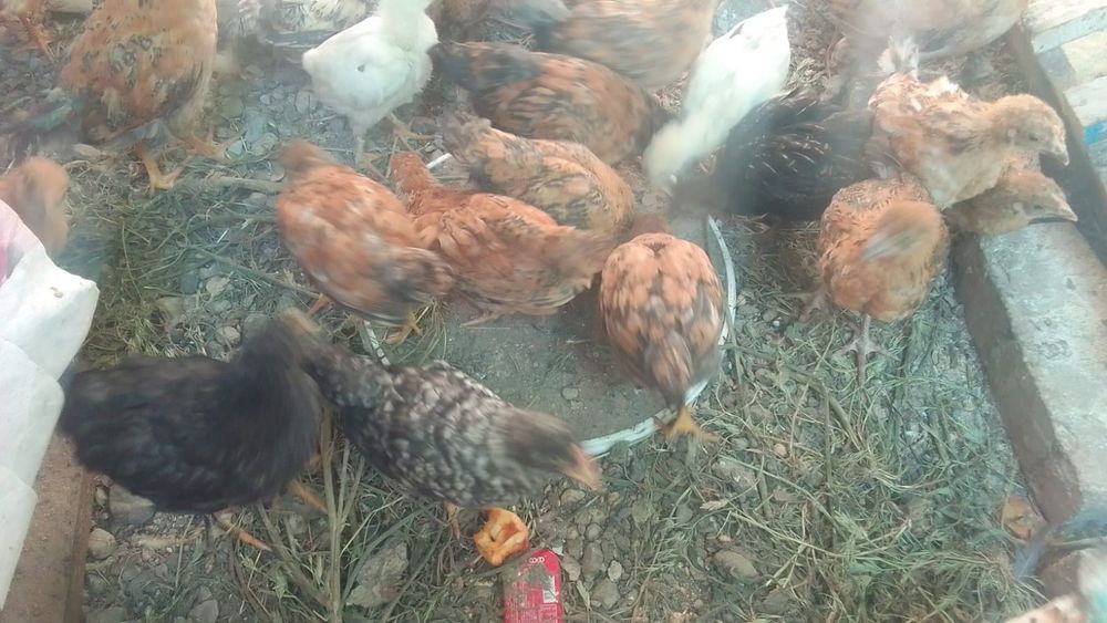 Продам домашних цыплят